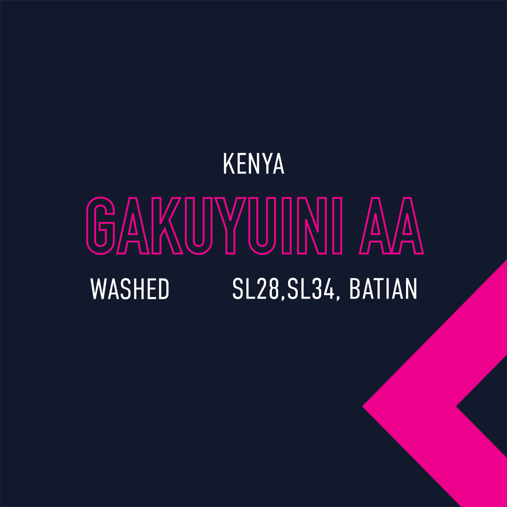 Kenya Gakuyuini AA